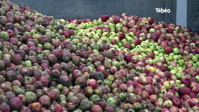 Côtes d'Armor. Val de Rance crée le cidre en canette