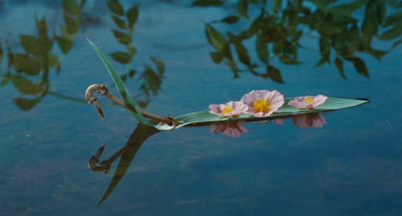 Francis Cabrel - Elle Écoute Pousser Les Fleurs