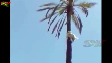 बकरी पेड़ पे चढ़ गयी कैसे  देखकर दंग रहे जाओगे