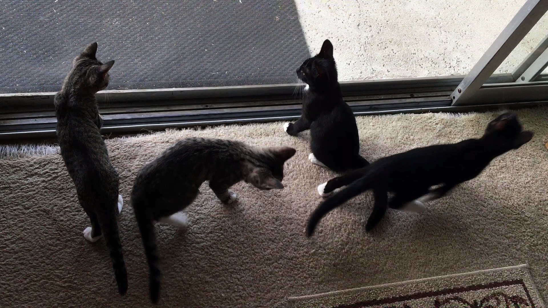 ⁣4 kittens