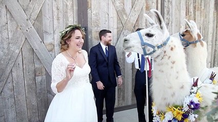 Do You Take These Llamas To Be Your Special Wedding Guests?