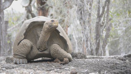 Recuperan especie de tortuga que se creía extinta hace 150 años