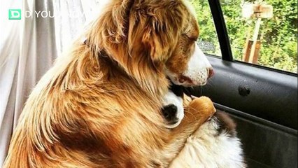 15 Dogs With An Adorably Weird Way Of Saying ‘I Love You’