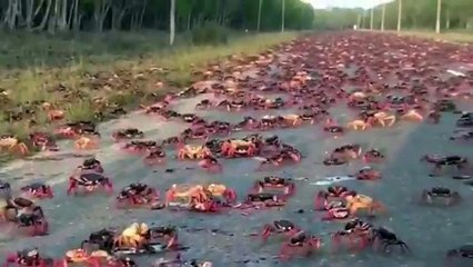 Migracion de Cangrejos Rojos Despues del Huracan Irma