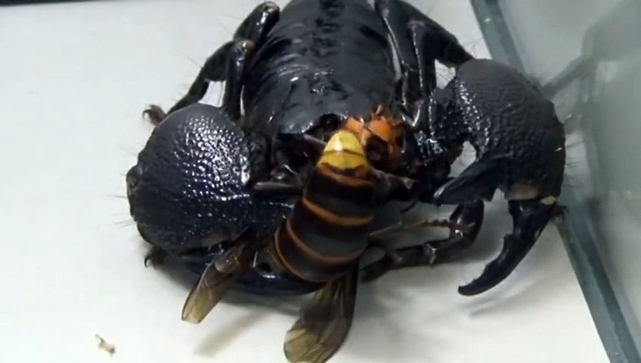 Combat terrible entre un Frelon géant et Scorpion Empereur. Alors, qui gagne?