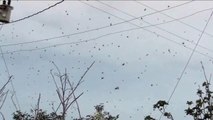 Il filme plein de petits points noirs dans le ciel et va vite se rendre compte que ce sont des milliers d'araignées sur leurs toiles