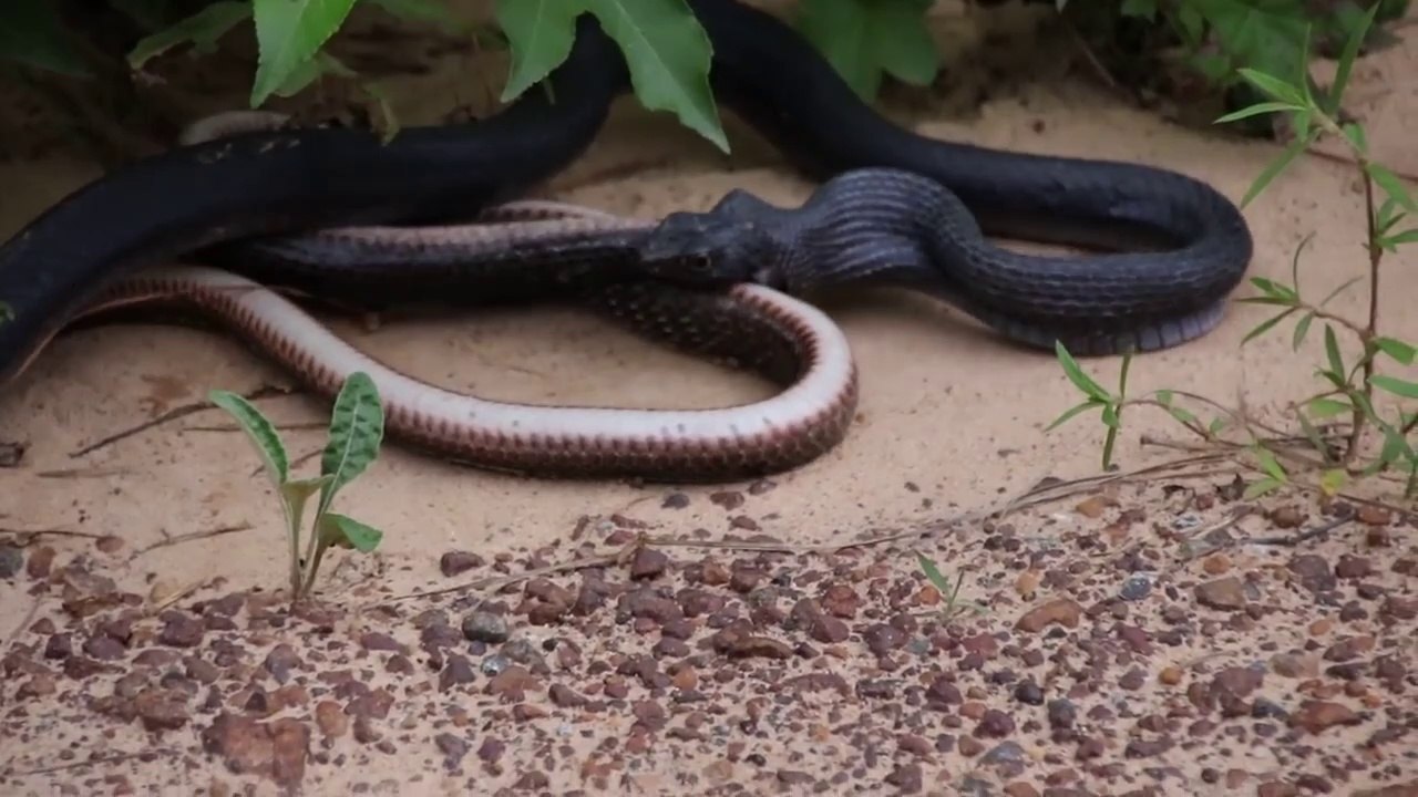 Incroyable, ce serpent recrache un autre serpent aussi grand que lui