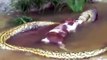 Cet énorme anaconda a eu les yeux plus gros que le ventre et recrache une vache