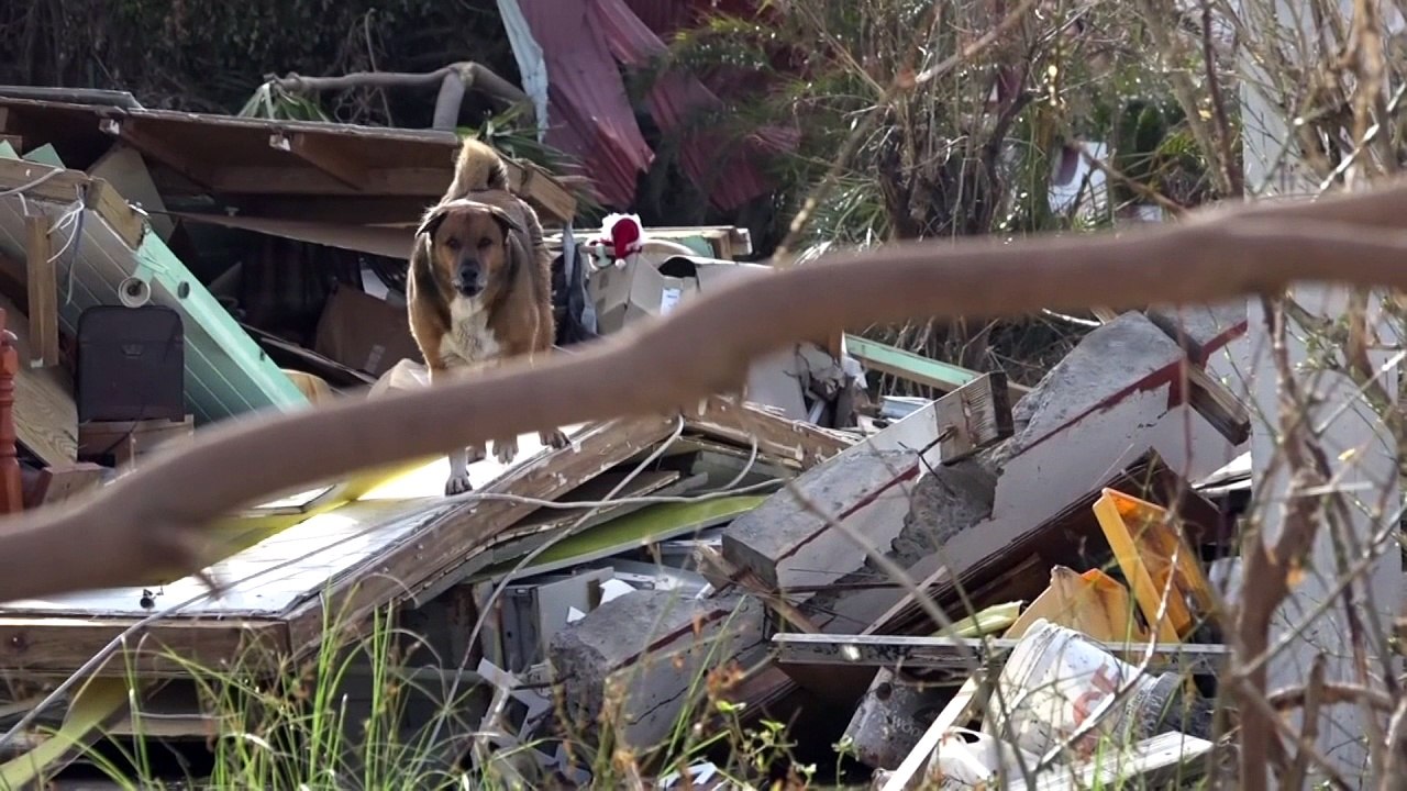 Heroic couple rescues pets left behind after Hurricane Irma