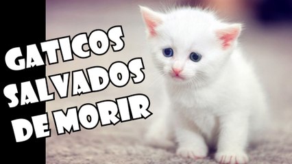 LOS 6 RESCATES DE GATOS MAS INSPIRADORES E IMPACTANTES QUE HAYAS VISTO | OSCAR JACK