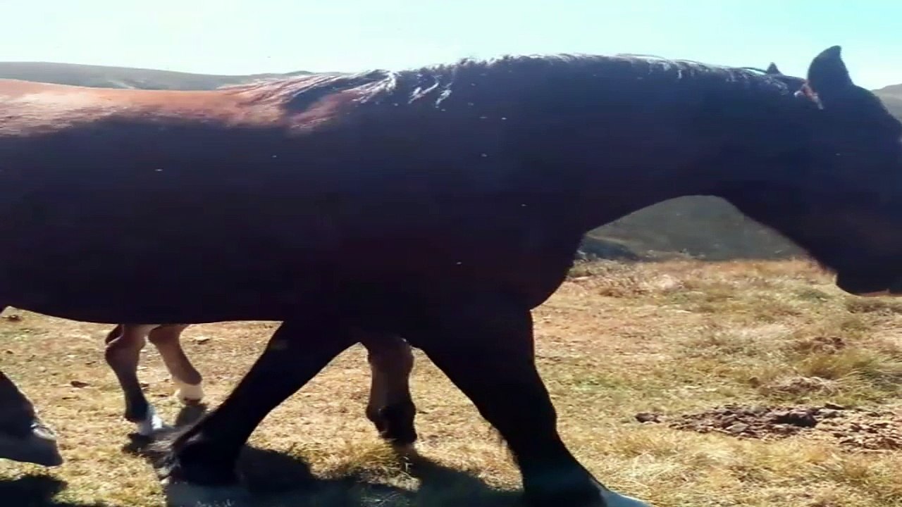 HERMOSOS CABALLOS EN UN PUEBLITO DE ESPAÑA