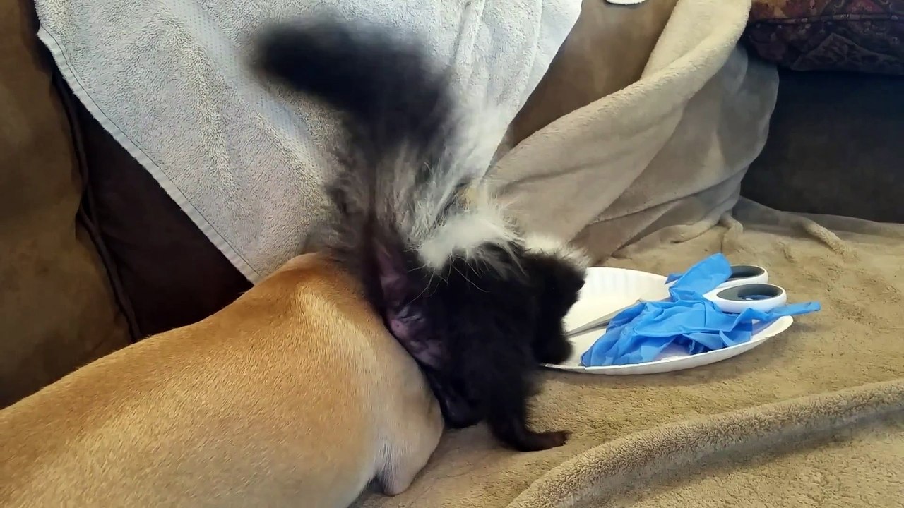 Skunk and Chihuahua