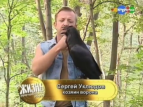 Содержание ворона дома
