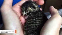Dog 'Adopts' Abandoned Five-Week-Old Kitten