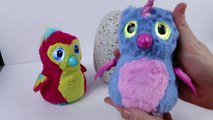 New Baby Bearakeet Hatching! Boy or Girl?! Hatchimals Surprise Eggs Hatching Birthday!