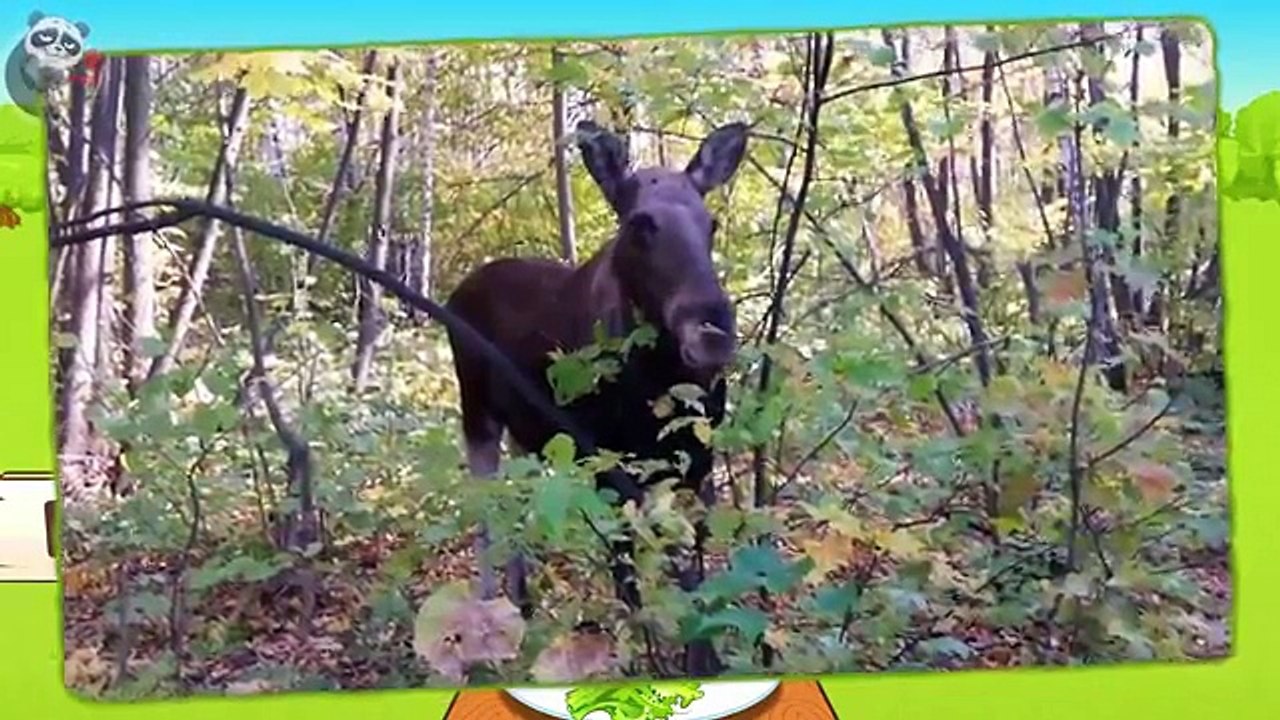 Learn WILD ANIMALS names and sounds | Forest & Small Animals for kids