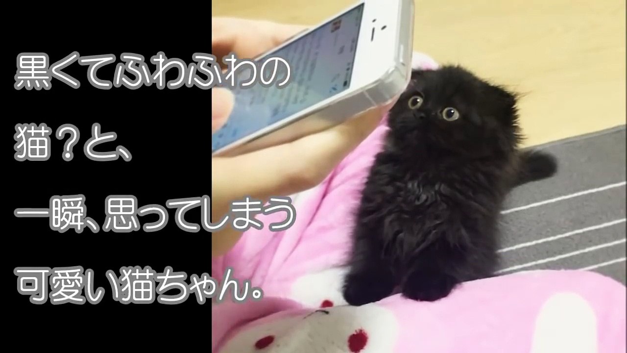 黒くてフワフワで、宝石のような瞳を持つ子猫。成長すると、とっても”おねだり”が上手な猫ちゃんに！！【癒される話】