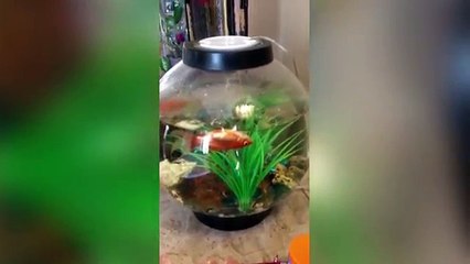 SWEET CATS DREAMS, DOGS CUDDLING & MORE Sleepy Pet Videos of 2016 Compilation | Funny Pet