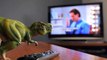 T-Rex vs Army Toys! Pet dinosaur fights army toys in a dinosaur animation
