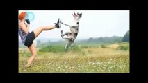 Top 10 of the funniest jumping dog videos