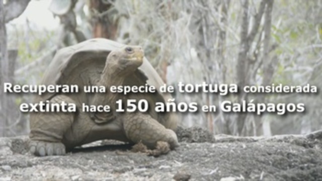 Recuperan una especie de tortuga considerada extinta hace 150 años en Galápagos