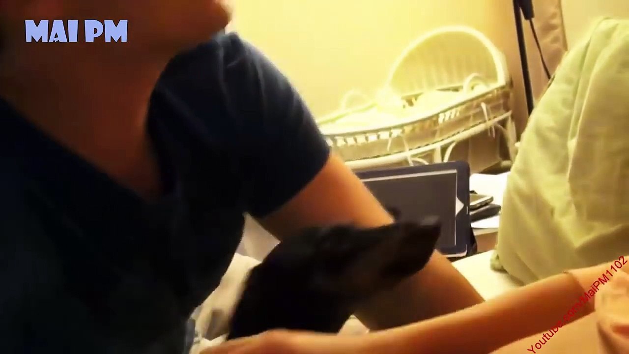 Cute Dog Protects Pregnant Belly Best Videos Compilation