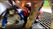Sexy Girls Intelligent Technology Smart Farming Automatic Cow milking machine, Feeding, Cl