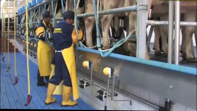 Intelligent Technology Smart Farming Automatic Cow Milking Machine, Feeding, Cleaning, Was