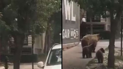 There Is Bearly Enough Room In That Tree