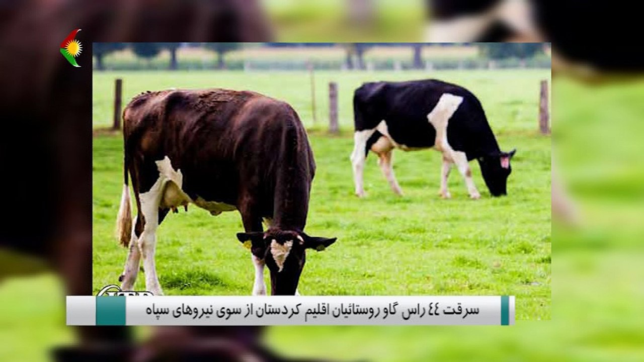 اخبار