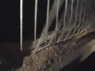 Animal liberation front liberate chicks