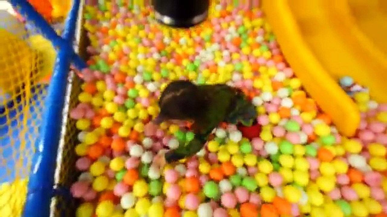 Kinder Surprise Eggs Hunt in a Indoor Playground for Kids - The Ball Pit Show