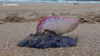 Portuguese men o' war "jellyfish" found washed up on UK beach