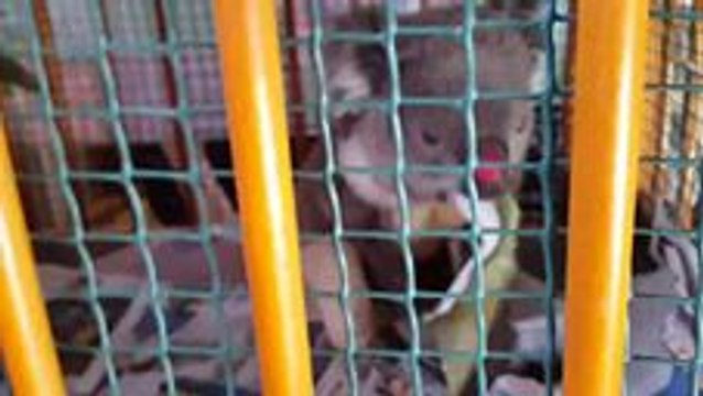 Rescued Koala Chews on Newspaper
