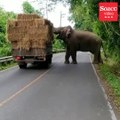 Yol kenarında bulunan fil haraç kesti