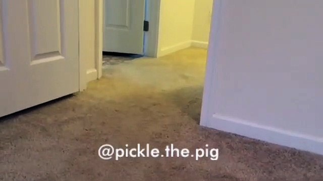 Un homme appelle son cochon nain pour le caresser