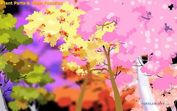 Plant Parts and Functions | First and Second Grade Science Lesson For Kids