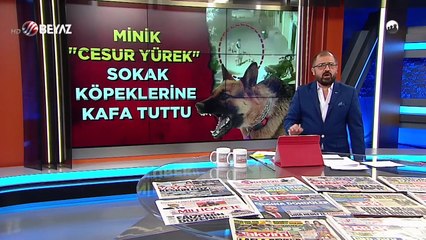 ''Cesur Yürek'' köpeklere meydan okudu