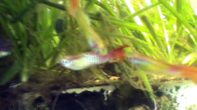 Мой аквариум с рыбами, рыбки гуппи