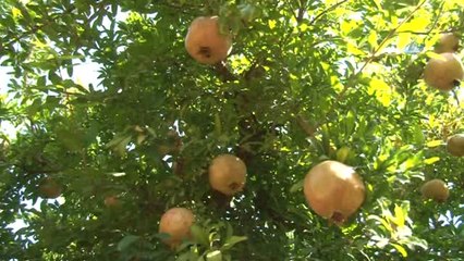 Türkiye'nin Nar Deposu Hasada Hazırlanıyor