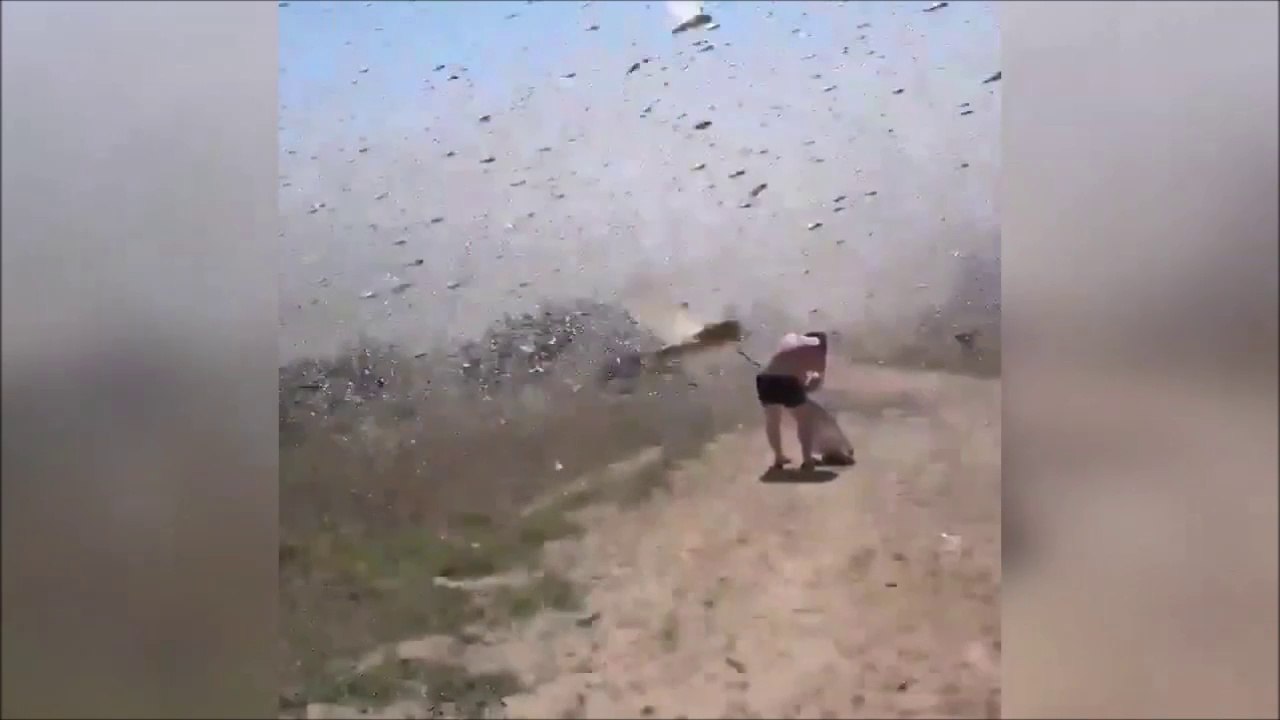 Ces 2 gars essaient d'attraper des sauterelles... La chasse va etre bonne