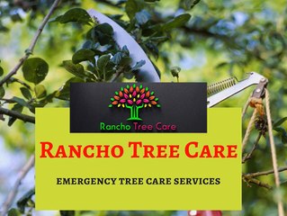 A One Tree care service Provider in Rancho Cucamonga