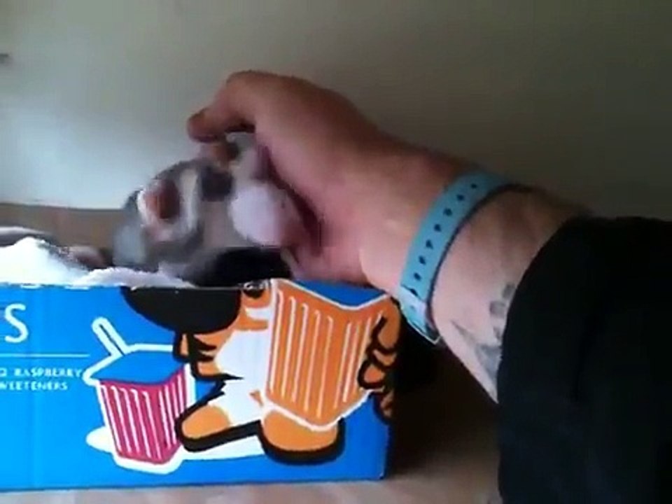 Une maman furet fière de ses bébés