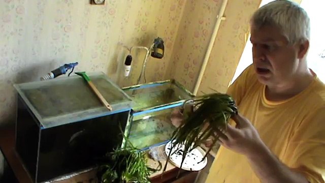 Промывка водорослей, мужик промывает водоросли в аквариуме — Геннадий Горин
