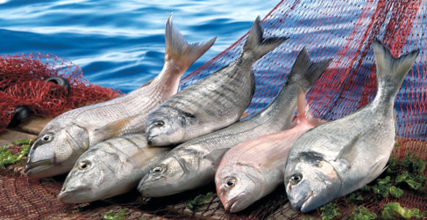 Denizi Olmayan Gümüşhane, Japonya'ya Balık İhraç Ediyor