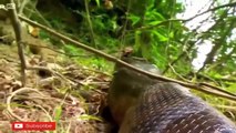 Biggest Snake in The World Giant Anaconda Largest Python Snake Ever Found
