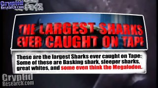 Megalodon Shark 2016, Largest Sharks on Camera Up Close, Giant Sea Monster Found on Shore
