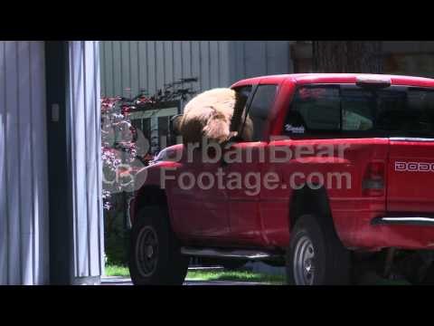 Curious Bear Climbs Through Truck Window