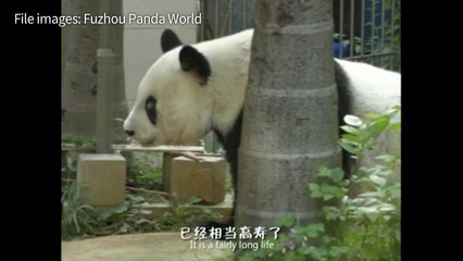 World's oldest panda dies aged 37 in China
