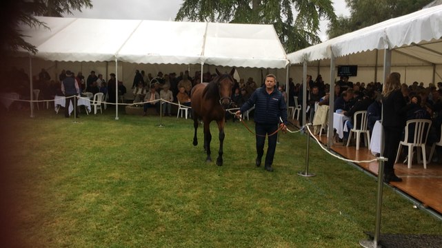 Vente de yearlings et chevaux d'entraînement